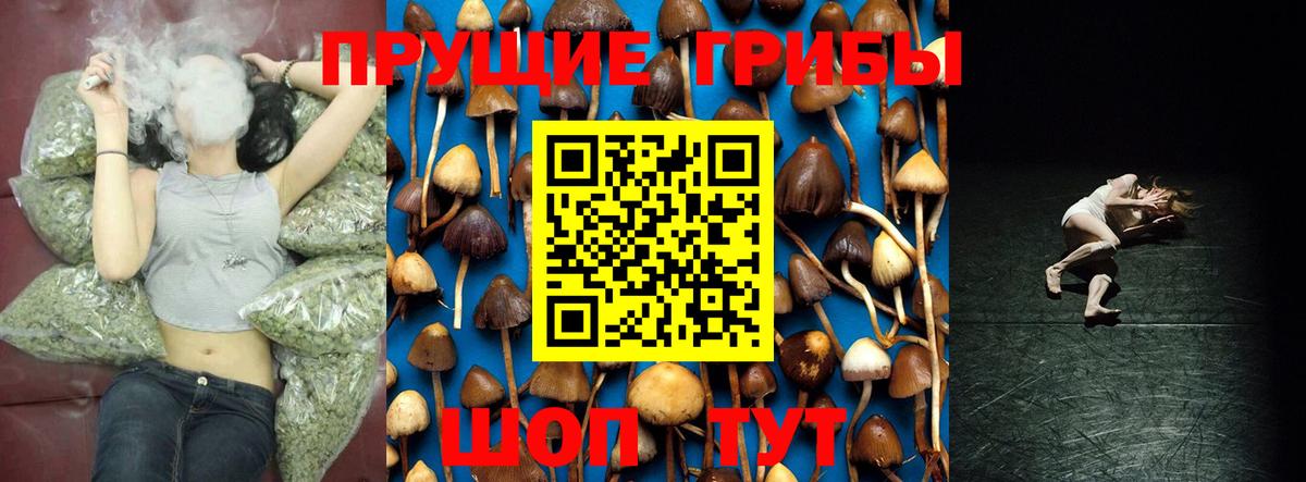 Псилоцибиновые грибы Psilocybine cubensis Черняховск
